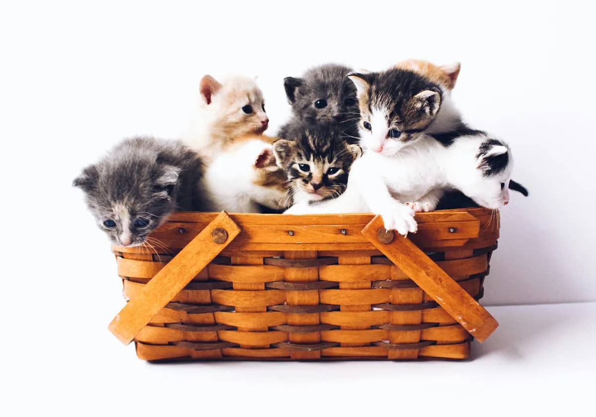 Plein de chatons dans un panier