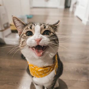 chat miaulant de face