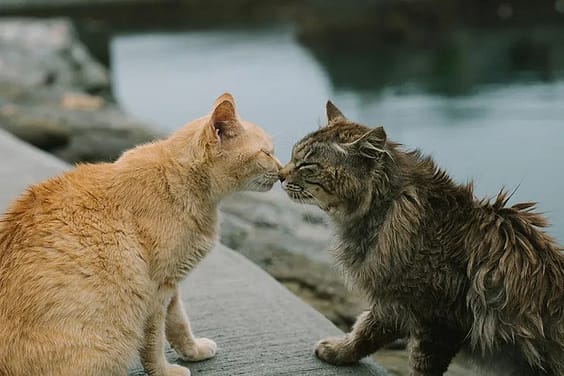 Deux chats se saluant en se touchant le nez