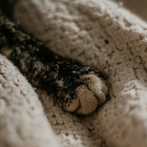 Patte de chat sur une couverture