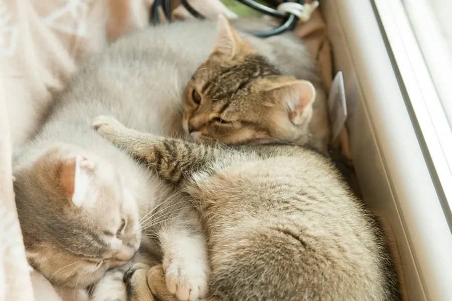 2 chatons dans un panier